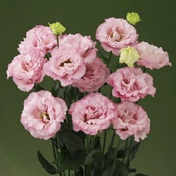 Lielziedu lizantes Corelli  1 Pink F1  30 granulas  Takii Seed  Jaunums!