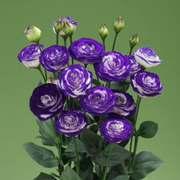  Lielziedu lizantes Croma  3 Blue Picotee Imp F1  30 granulas  Takii Seed  Jaunums!