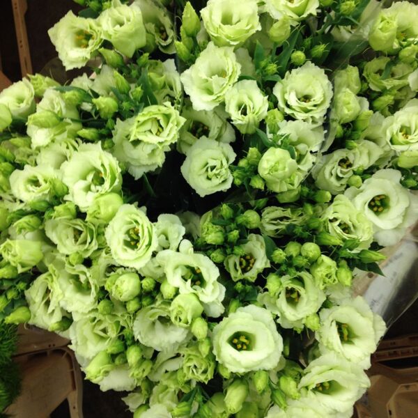 Lielziedu lizantes Arena  3 Green F1  30 granulas Takii Seed