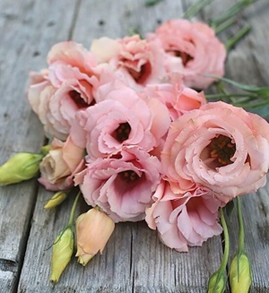 Lielziedu lizantes Arena  2 Apricot F1  10 granulas Takii Seed