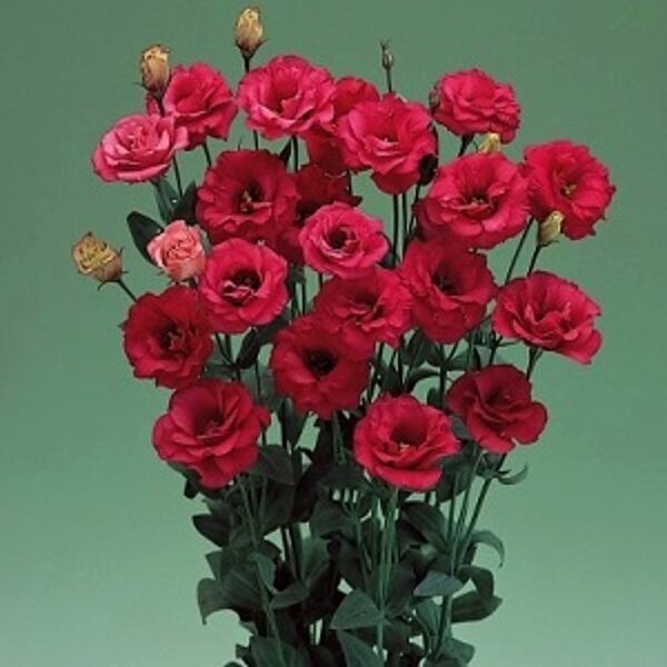 Lielziedu lizantes Arena 3  Red F1   10 granulas Takii Seed