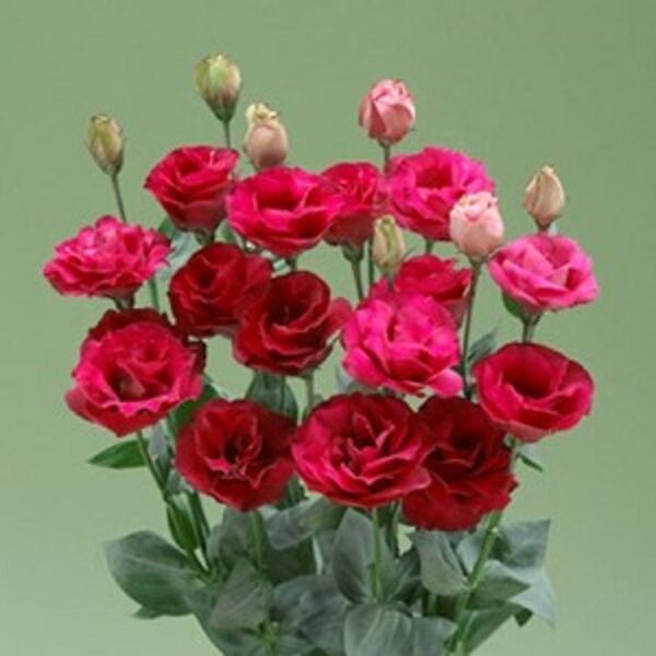  Lielziedu lizantes Croma 3 Red F1 30 granulas  Takii Seed  Jaunums!