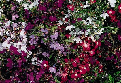 Lobēlija Regatta Mixture 20 granulas PanAmerican Seed