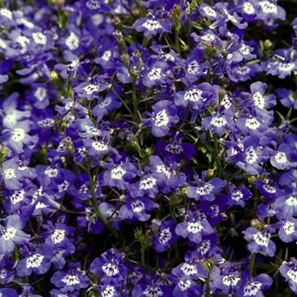 Lobēlija PALACE BLUE WITH EYE 20 gab Benary