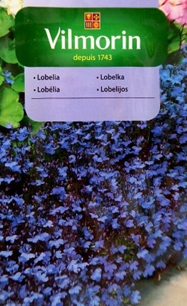 Zemā lobēlija Blue Carpet 500mg Vilmorin