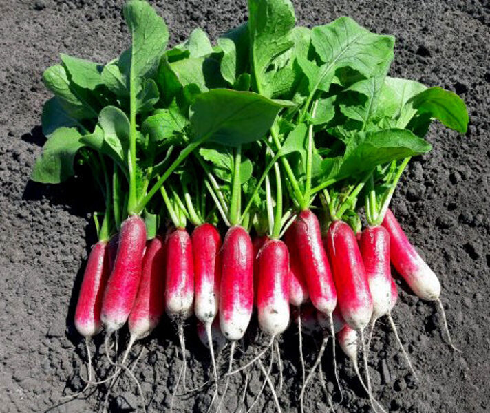 Redīsi LOGO F1  apm. 900 gab Vilmorin 