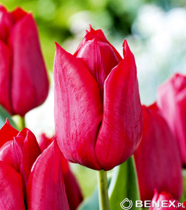 Tulpe triumfa Strong Love 1 gab