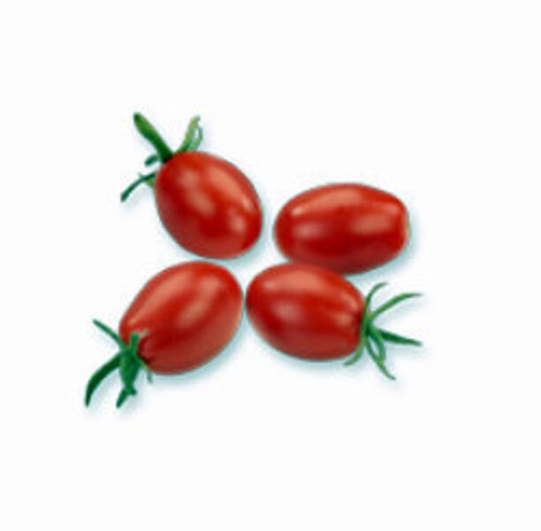 Tomāti LUCIPLUS 11 F1  30 gab Hazera