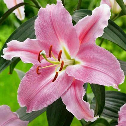Lilija MABEL 1 gab