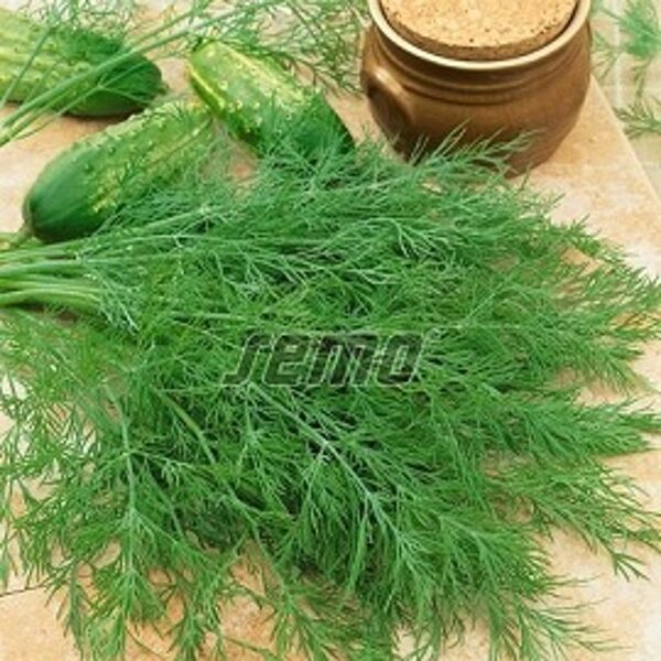 Dilles krūmu MAMUT 500 g SEMO