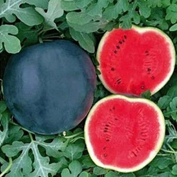 Arbūzi MANISA F1 15 gab Yuksel Tohum