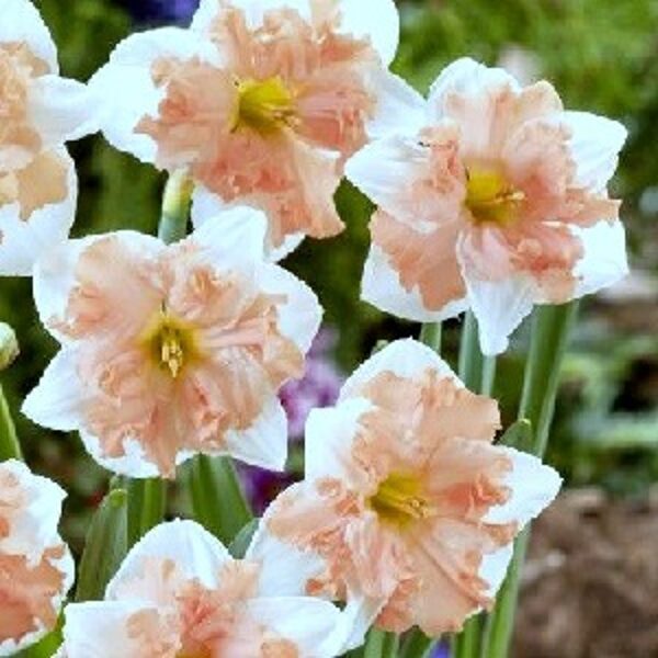 Narcises šķeltvainadziņa MARINER 5 gab Pirmoreiz!