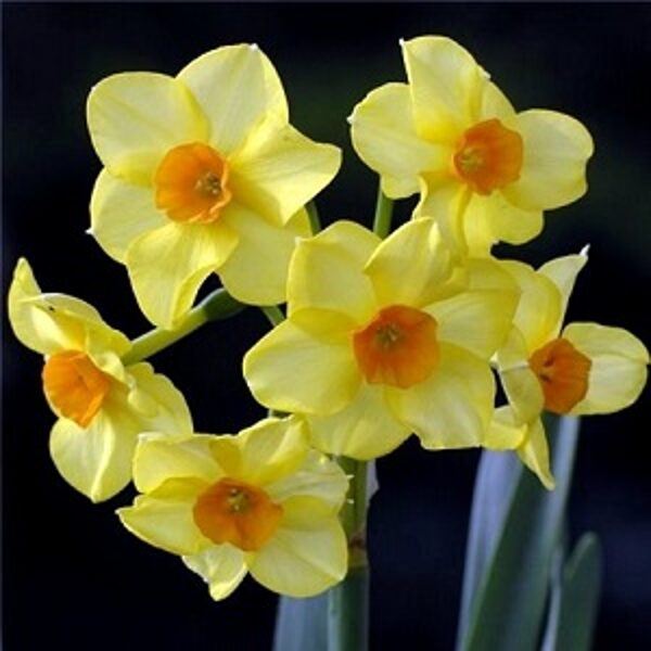 Narcises  daudzziedu MARTINETTE 5 gab 