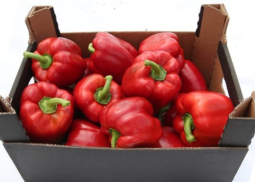 Paprika MAXIMINUS F1 10 gab Seminis
