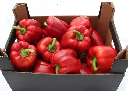 Paprika MAXIMINUS F1 5 gab Seminis