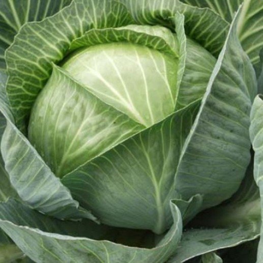 Kāposti MEGATON F1  300 gab Bejo