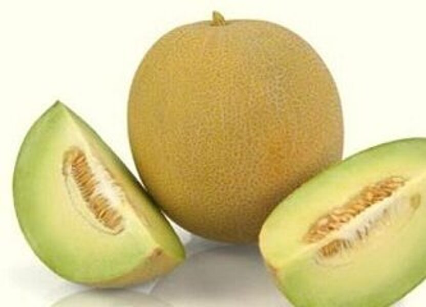 Melone EXELOR F1 50 gab SAKATA