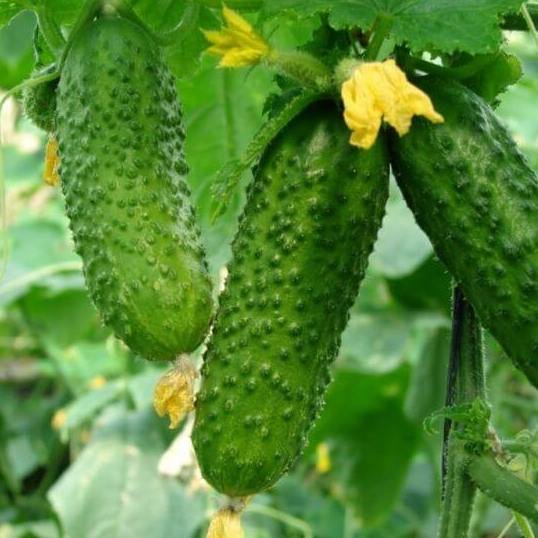 Gurķi MERENGUE F1 15 gab Seminis