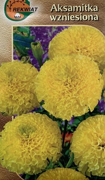 Samtenes augstās MERY HELEN 1 g Rekwiat A.P.