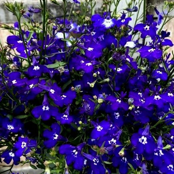 Lobēlija Regatta Midnight Blue 20 granulas PanAmerican Seed