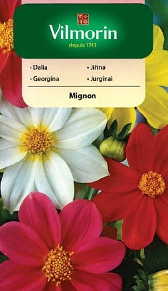 Vasaras dālijas Mignon 1 g Vilmorin