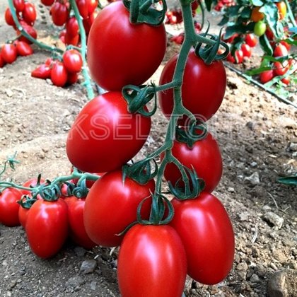 Tomāti MILLONETY F1 15 gab Yuksel Seeds