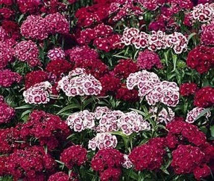 Studentu neļķes (SPRING CHARM) MIX 5 g Graines Voltz