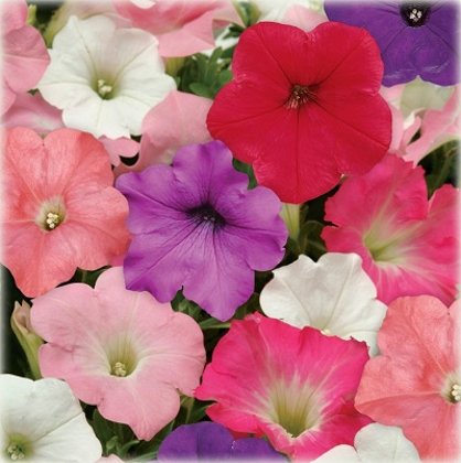 Petūnija Easy Wave ® Mix Formula  F1 5 gab PanAmericanSeed