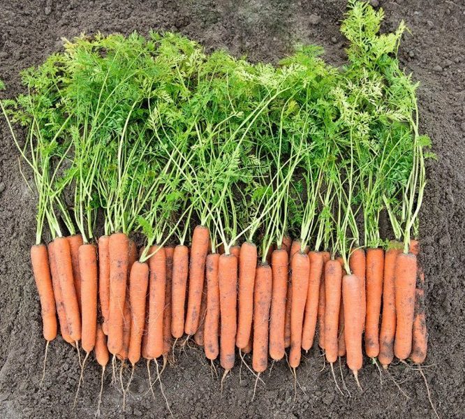 Burkāni MOKUM F1  apm. 25 000 gab Bejo Zaden