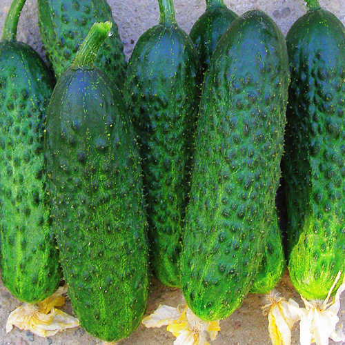 Gurķi MONISIA F1 100 gab Seminis