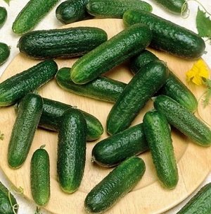 Gurķi MONOLIT F1 10 gab Nunhems