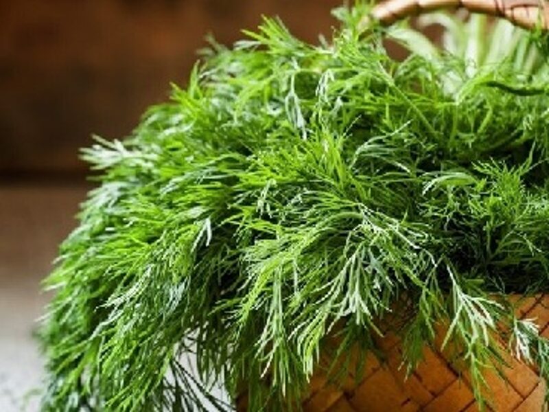 Dilles MORAVAN 10 g PlantiCo