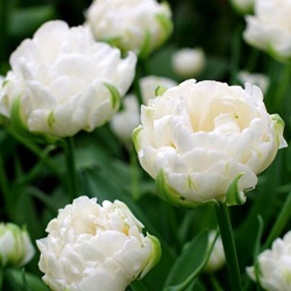 Tulpe pildītā MOUNT TACOMA 5 gab
