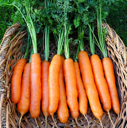 Burkāni NAPOLI  F1  25 000 gab  Ø 1,6-1,8 mm  Bejo Zaden