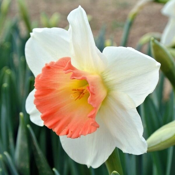 Narcises lielvainadziņa PINK CHARM 5 gab