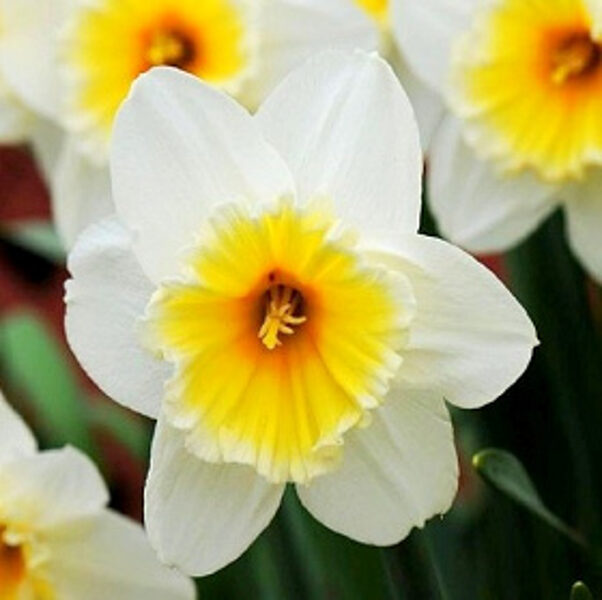 Narcises lielvainadziņu SLIM WHITMAN 5 gab
