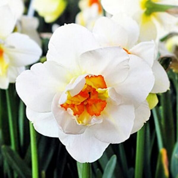 Narcises pildītas  FLOWER DRIFT 5 gab