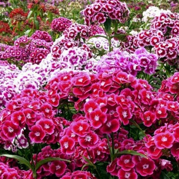  Studentu neļķes  AURICULAEFLORA MIX 1 g Graines Voltz                