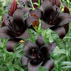 Lilija NIGHTRIDER 1 gab