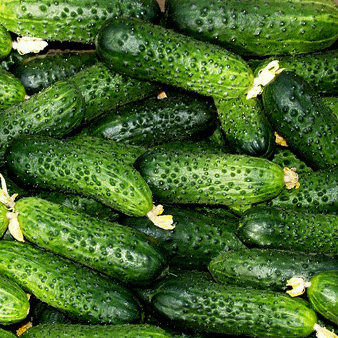 Gurķi MIRABELLE F1 10 gab Seminis