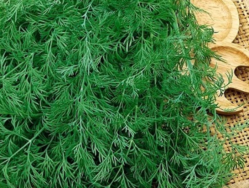 Dilles OLIVER 10 g Moravo Seed