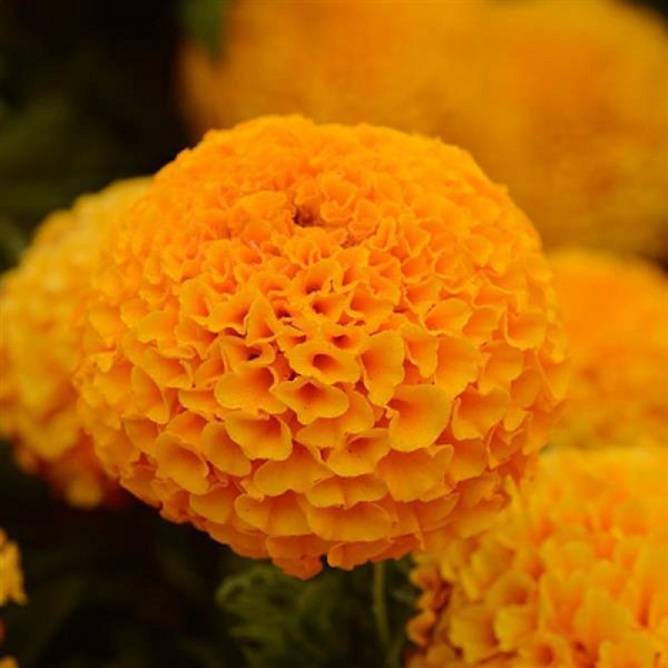   Samtenes Taishan® Orange African 10 gab PanAmericanSeed