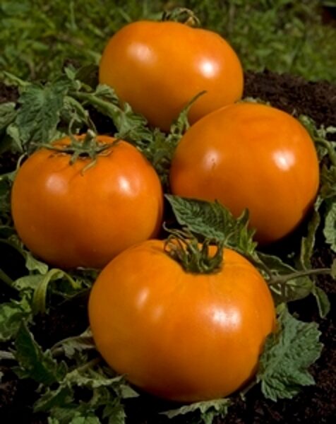 Tomāti ORANGE QUEEN 10 gab Clause