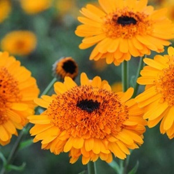 Kliņģerīte PRINCESS ORANGE BLACK CENTER 25 gab Volmary