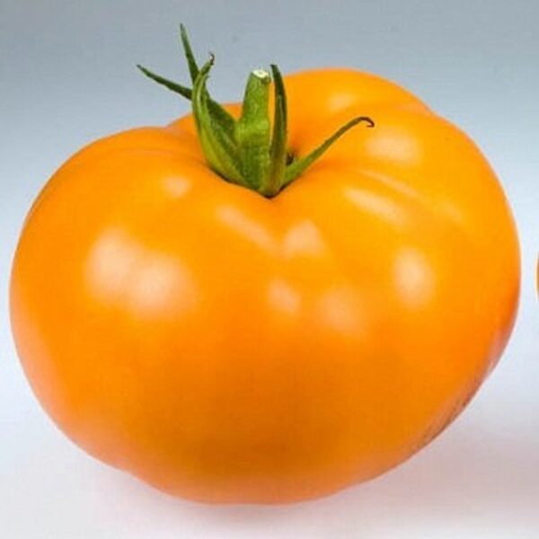 Tomāti ORANGE WELLINGTON F1 50 gab Graines Voltz