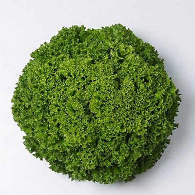 Salāti lapu  ILEMA 20 gran Enza Zaden