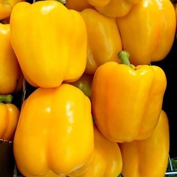 Paprika DEVITO  F1 30 gab Enza Zaden 