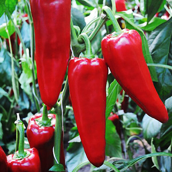 Paprika PORTECA F1 30 gab Rijk Zwaan