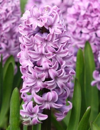 Hiacintes PURPLE STAR 3 gab iepakojumā