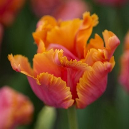 Tulpe papagaiļu Amazing Parrot 1 gab